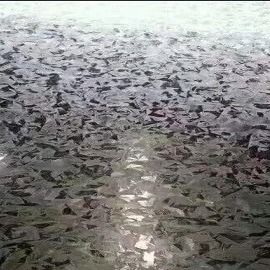 El galvanizado rodó el acero galvanizado 30mm-1500m m en frío